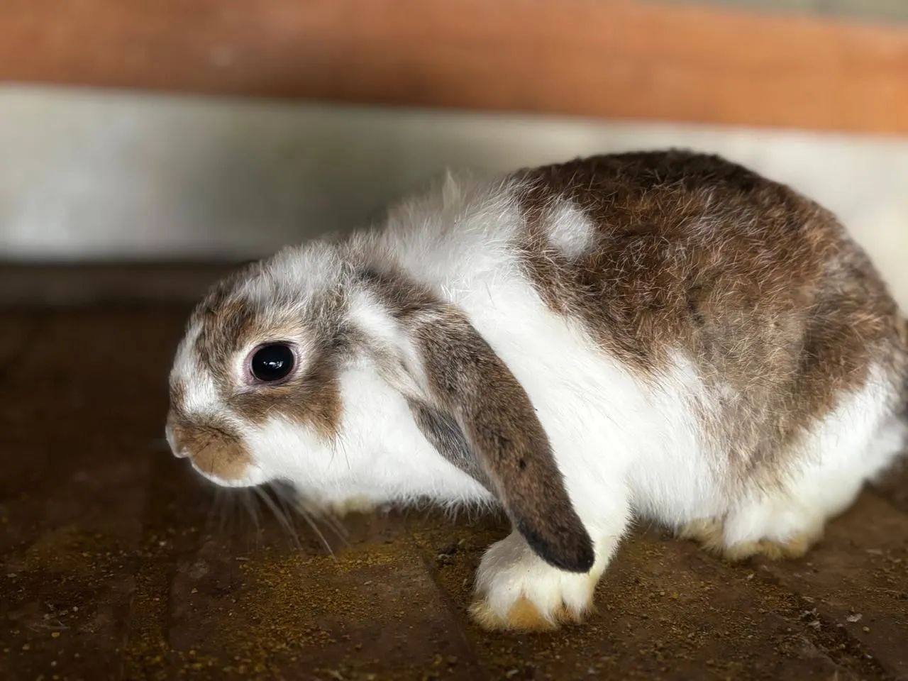 Coelhos loop uruguaio