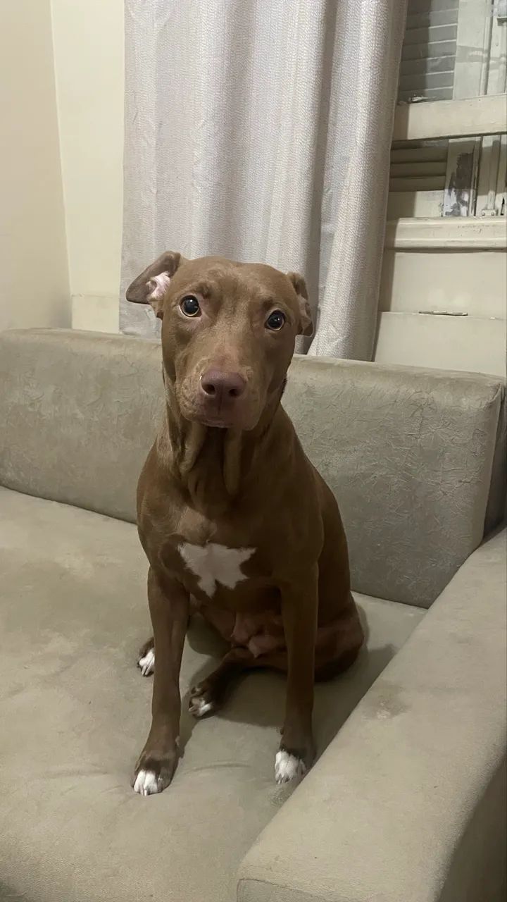 Doação responsável Pitbull 