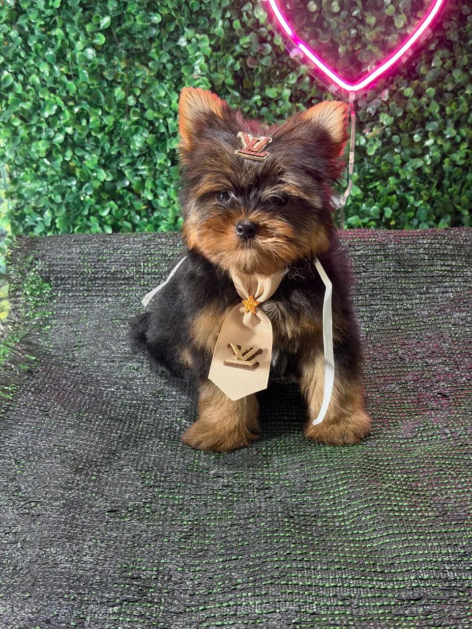 Yorkshire Terrier  - Foto 3