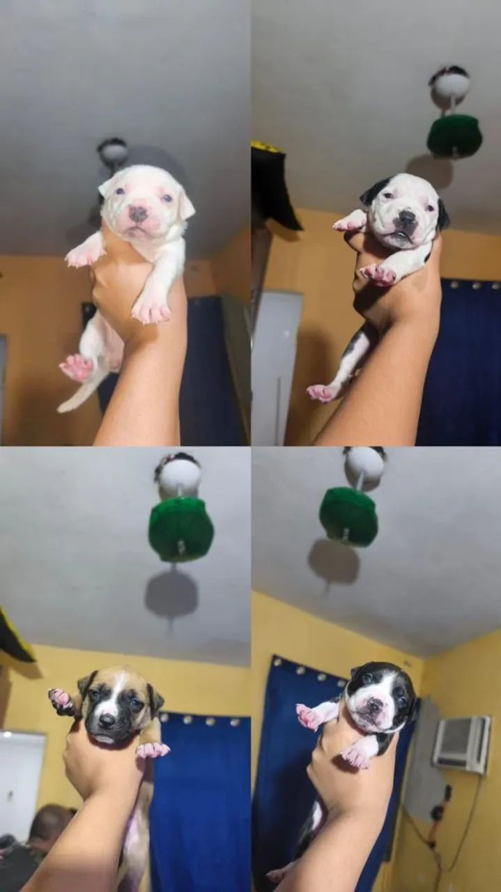 Filhote de Pit Bull 