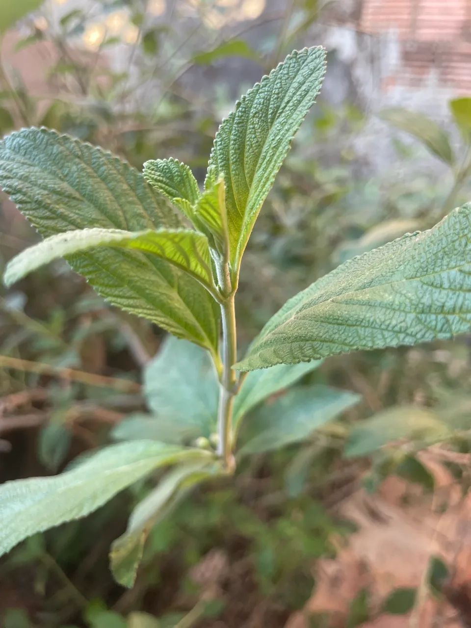 Mudas de plantas  - Foto 3