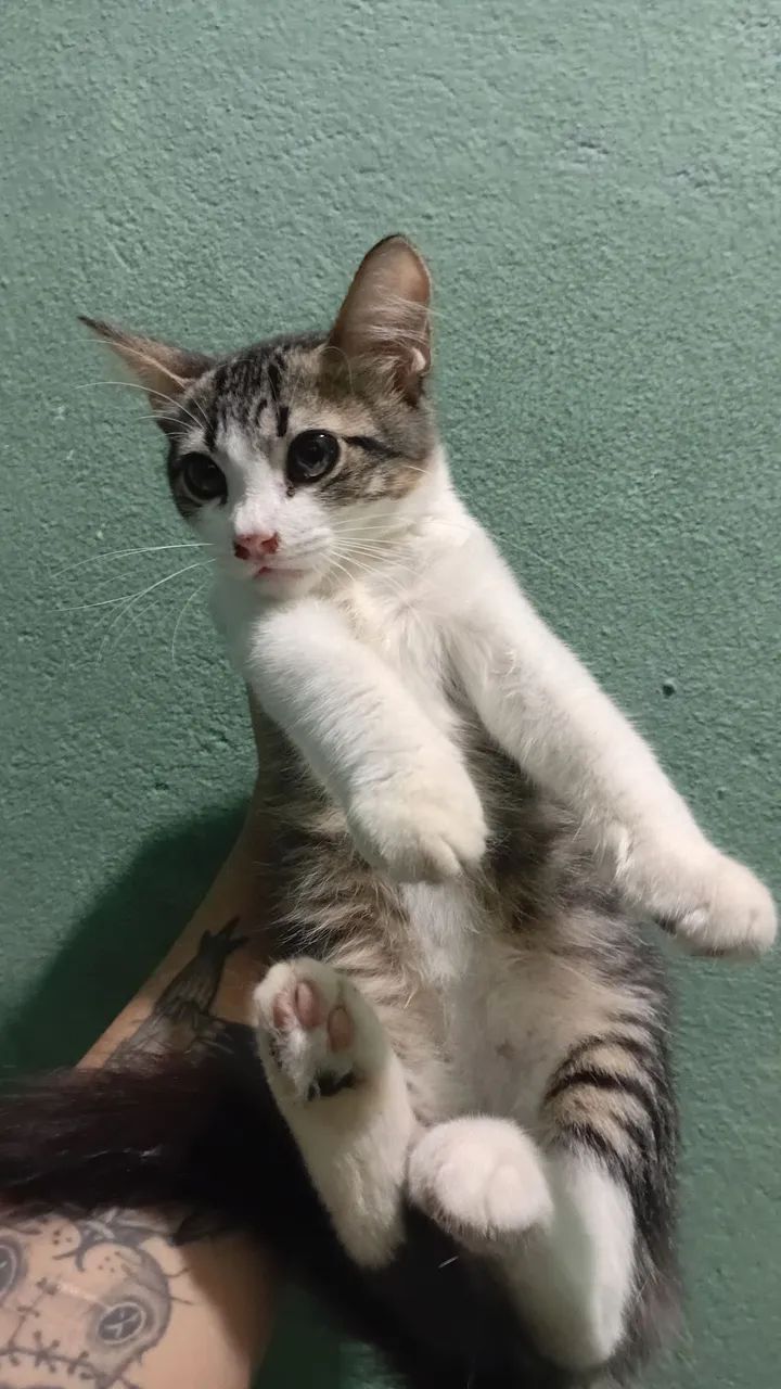 Gata para Doação 