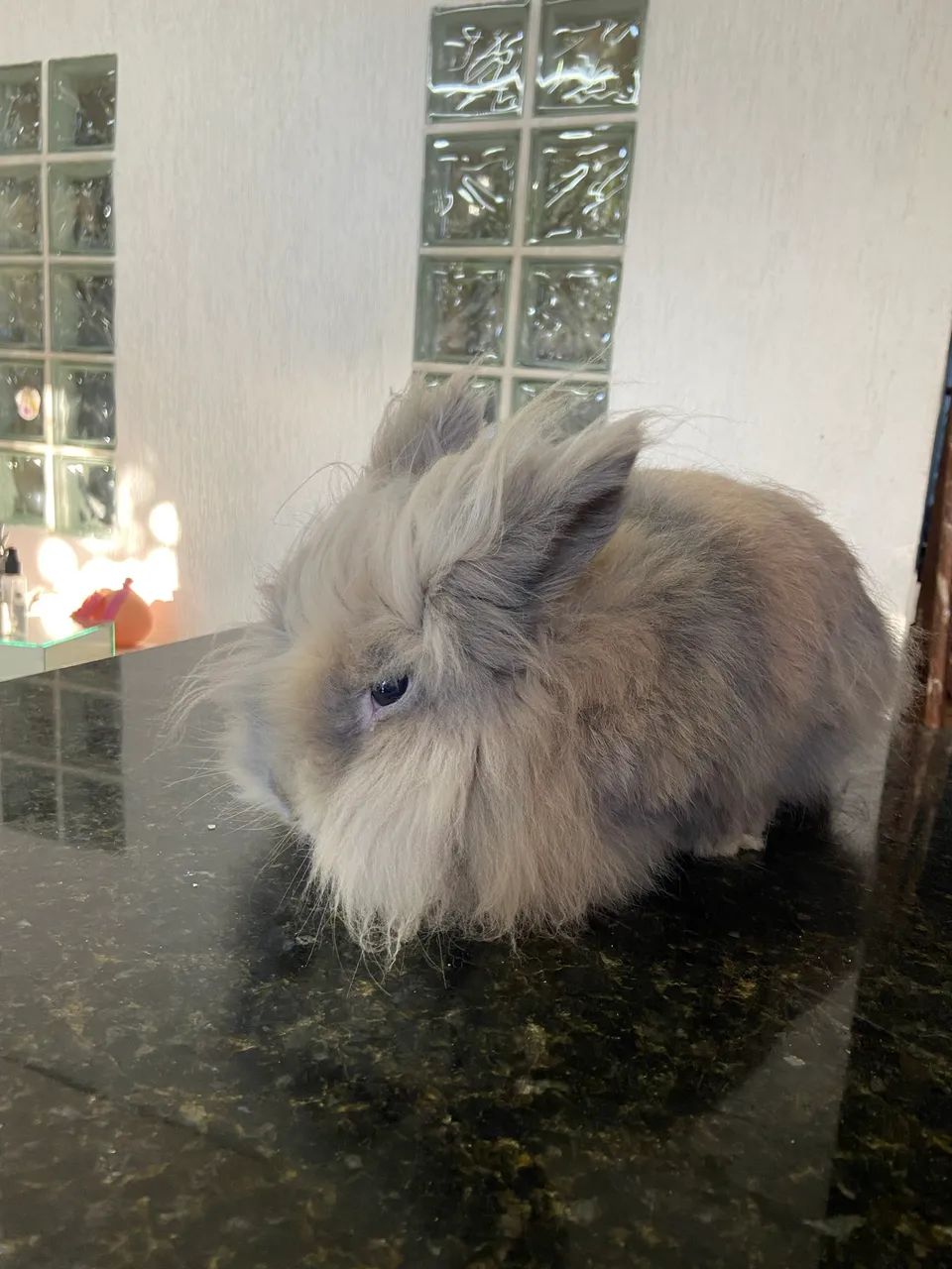 Coelho  - Foto 3