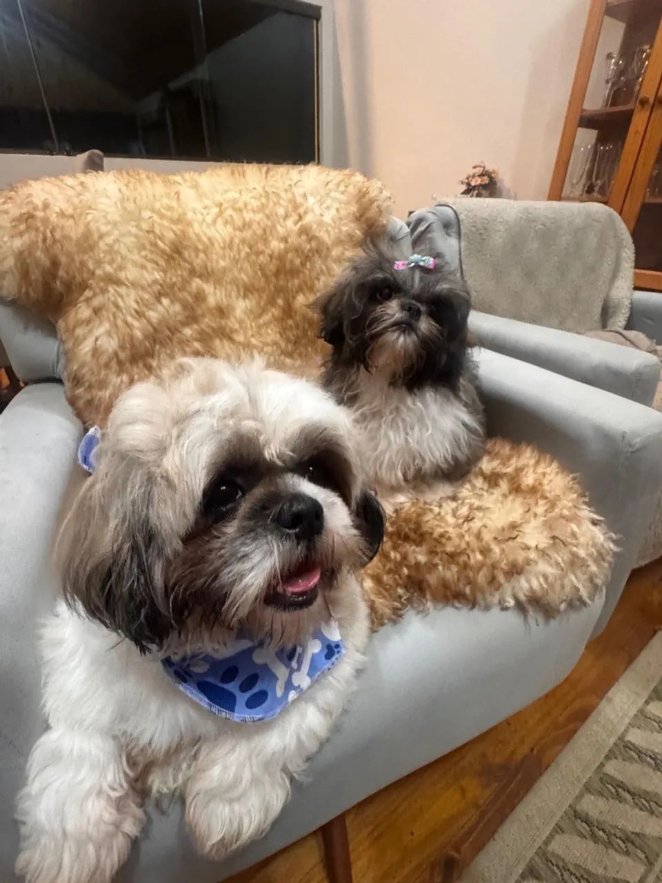 Vende-se cachorro Shitzu 