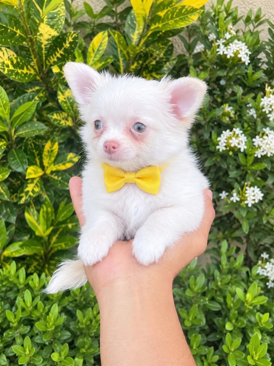 Chihuahua Pelo Longo