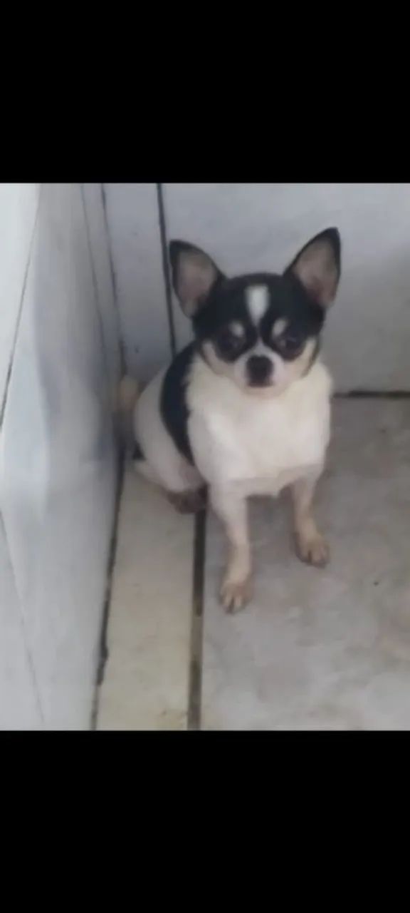 Chiuhauha macho