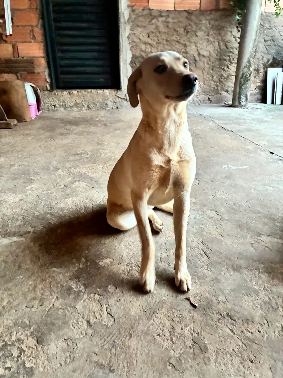Doação Labrador  - Foto 4