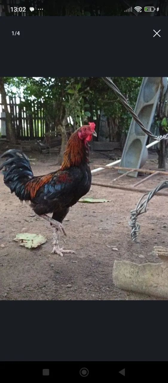 Galo carioca  - Foto 2