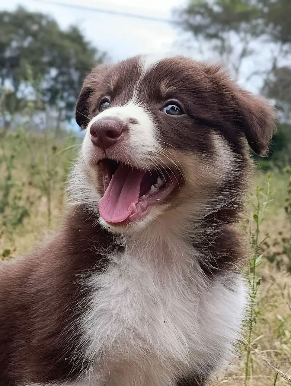 Border Collie  - Foto 2