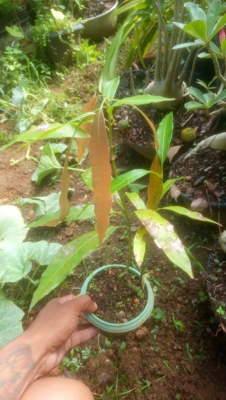 Manga massa frutas