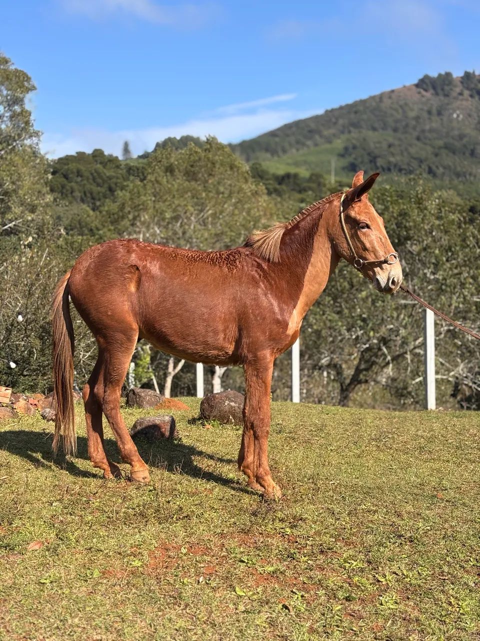 Vendo Burro - Foto 2