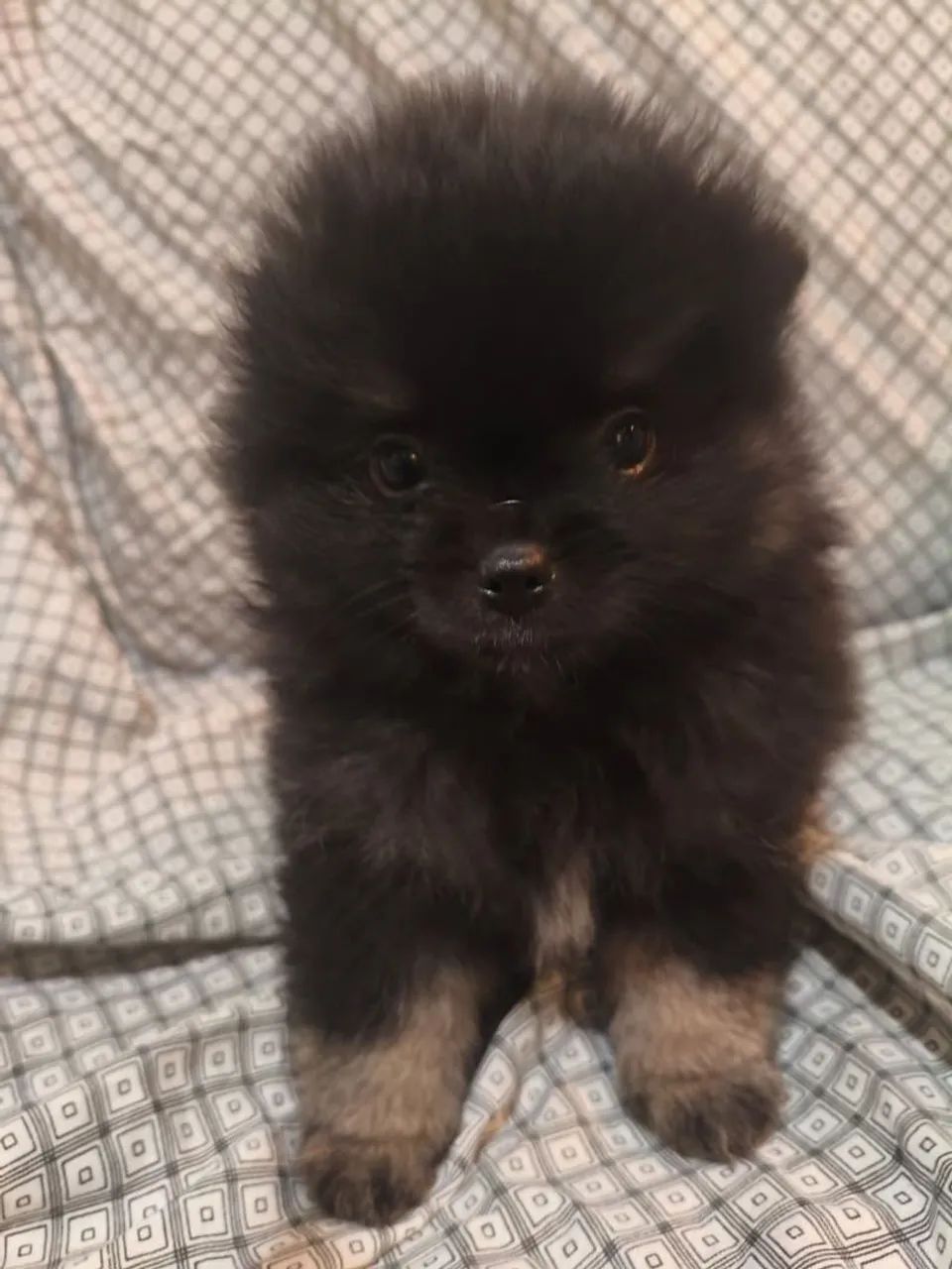 Spitz alemão macho - Foto 5