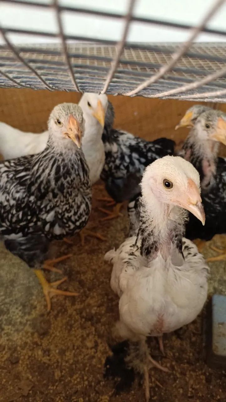 Pintos Brahma e Wyandotte - Foto 3