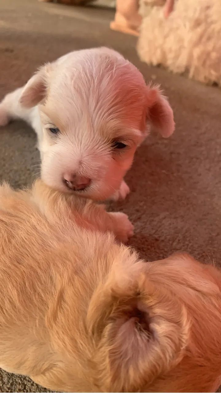 Vende-se cachorro poodle  - Foto 3
