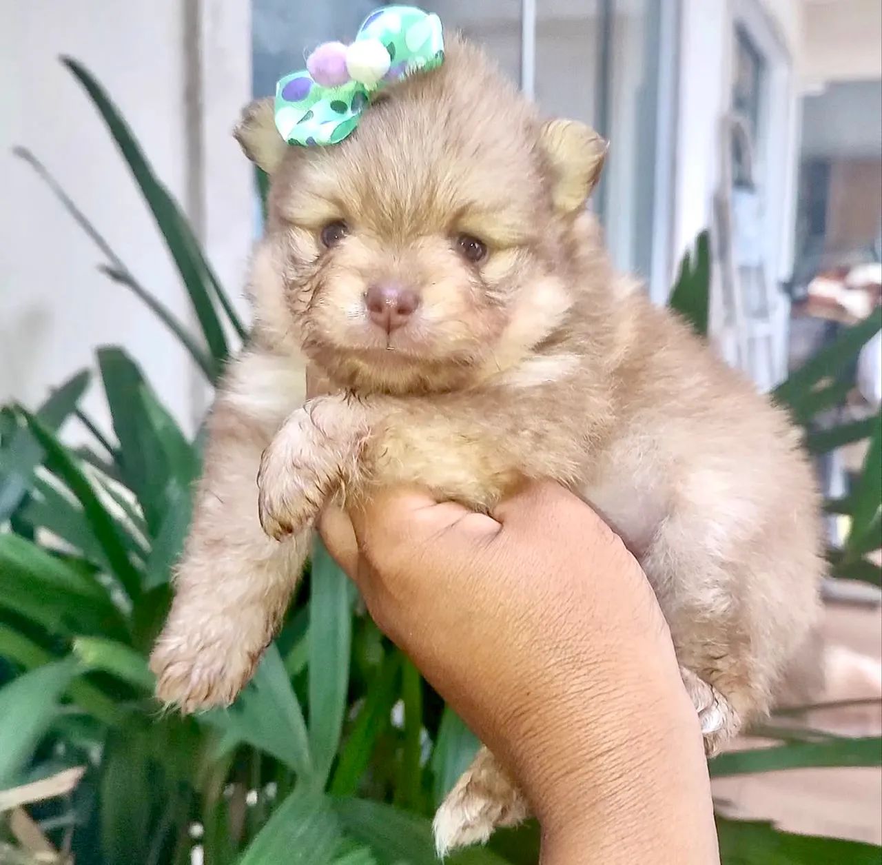 Lulu da pomerania beaver  - Foto 2