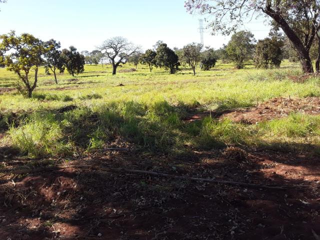 Fazenda 80 Alqueires município campina verde - Foto 13