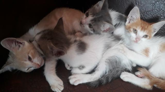Gatinhos - Foto 3