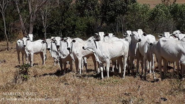 Fazenda Cultura entre Goiás e Mossamedes! - Foto 5