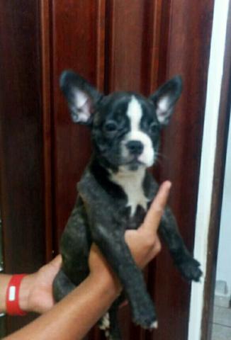 Bulldog francês - Foto 4