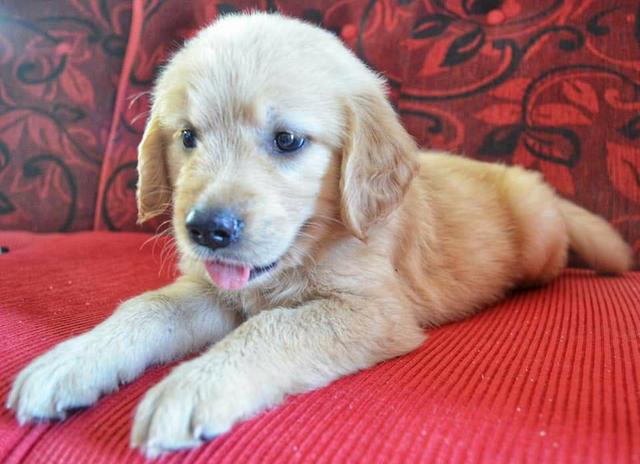Filhotes de Golden Retriever com a primeira vacina importada e vermifugados