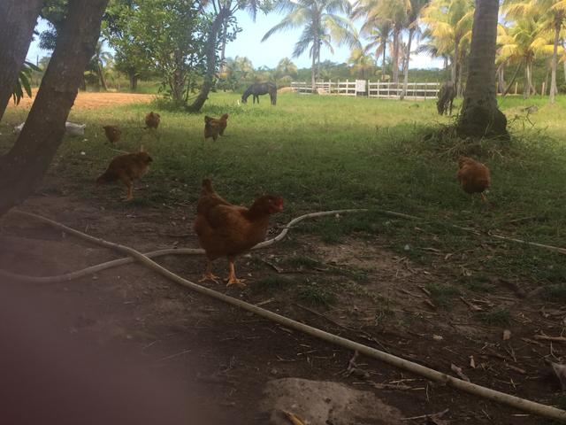 Ovos caipira ( orgânico ) - Foto 5