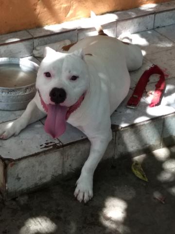 American Bully pocket