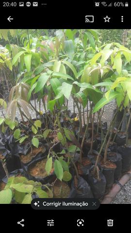 Plantas enxertadas de várias espécies - Foto 5
