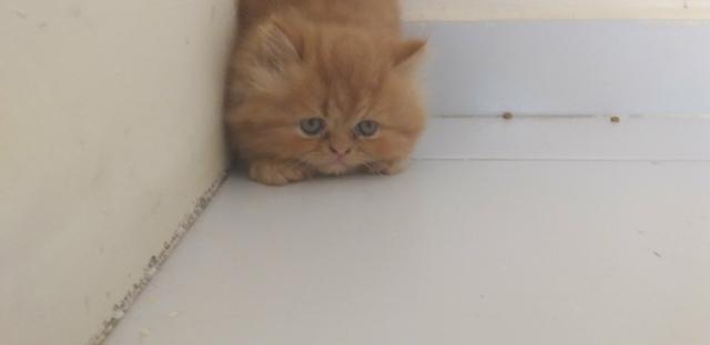 Lindo gato persa macho top