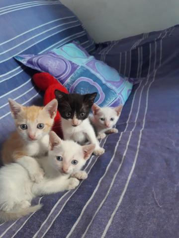 Filhotes de gato
