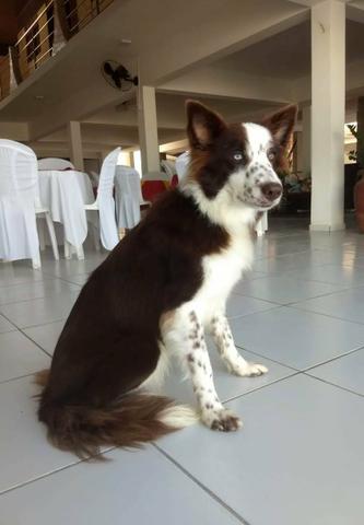 Filhotes de Border Collie com Pedigree - RESERVA - Foto 2