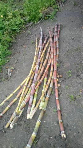Terreno no Muricy - Foto 11