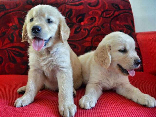 Filhotes de Golden Retriever com a primeira vacina importada e vermifugados - Foto 2