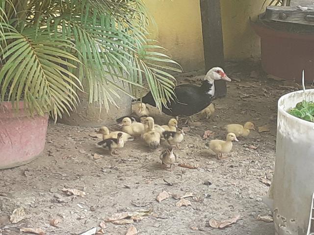 Ovos 100% galados, Pintos de capoeira, Patos gamesa - Foto 3