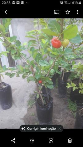 Plantas enxertadas de várias espécies - Foto 2