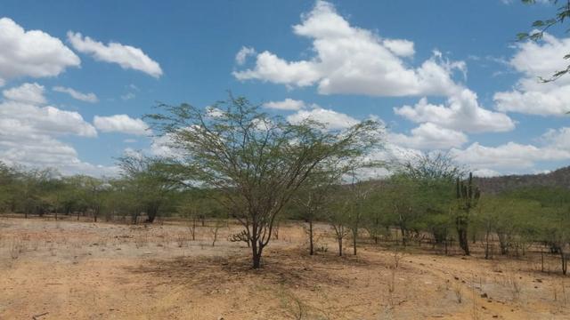 Excelente propriedade de 828 hectares, em Santa Cruz do Capibaribe - Foto 13