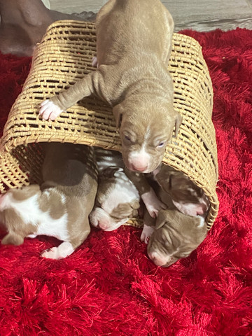 Filhotes de Pit Bull - Foto 6