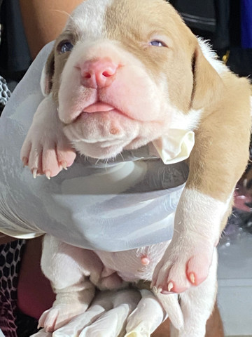 Filhotes de Pit Bull