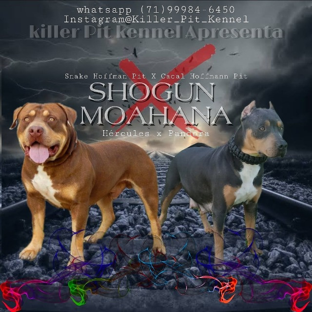Pit Bull - Foto 3