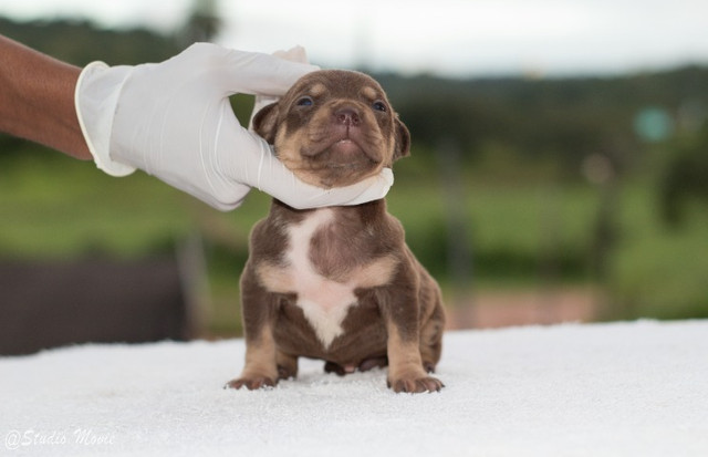 Pit Bull - Foto 2