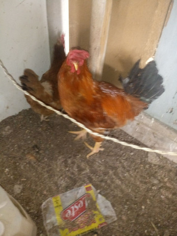 Galo e Galinha Caipira - Foto 2
