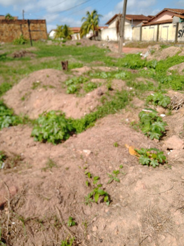 Terreno