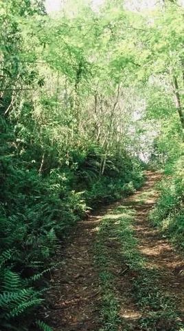 Sitio - Chácara - Área de terras São Francisco De Paula