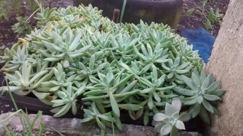 Plantas suculentas - Foto 5