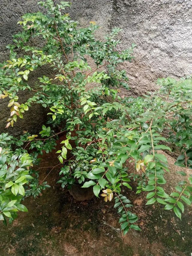 Jabuticaba sabará de enxerto - Foto 6