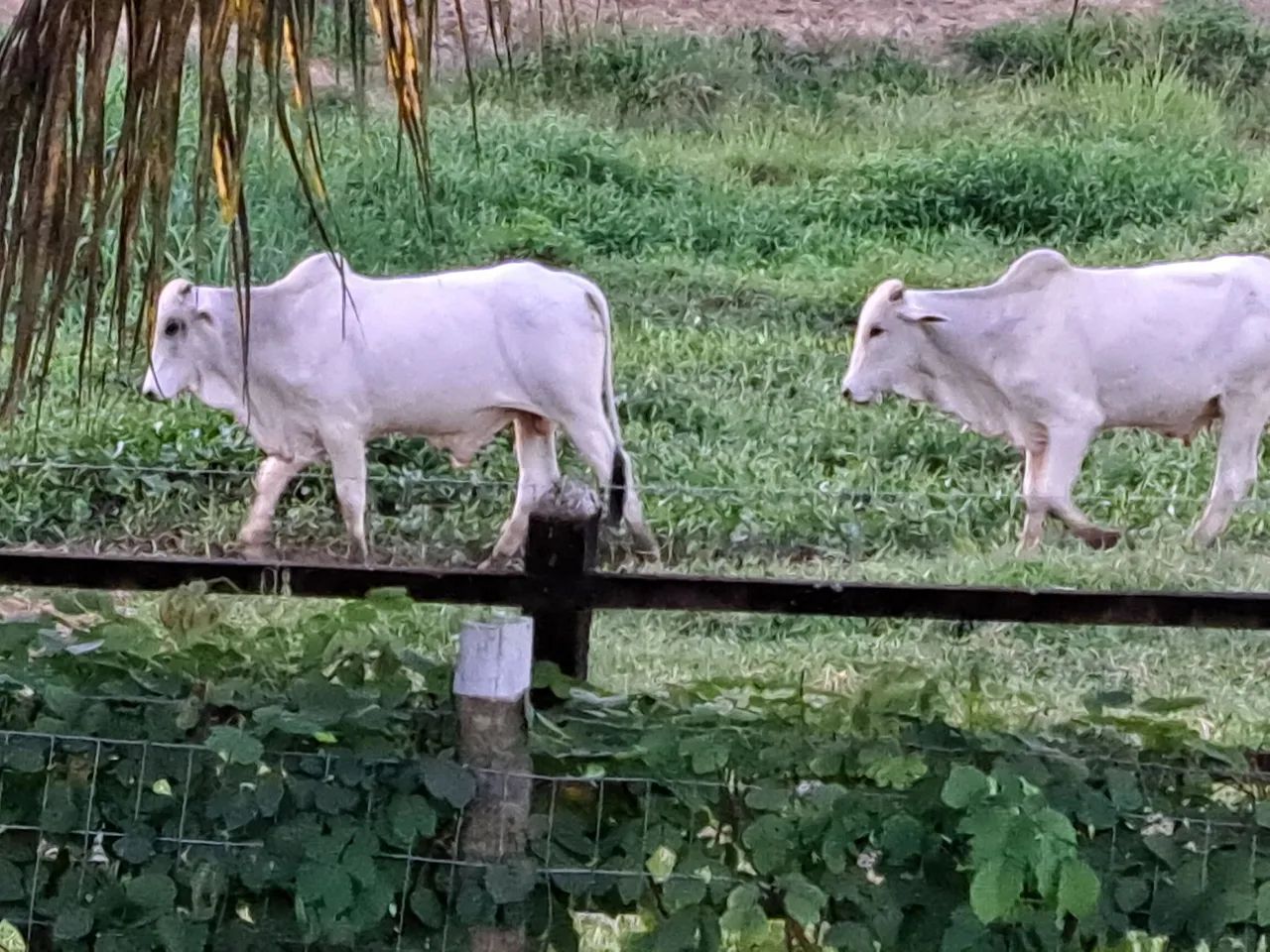 18 Bezerros nelores   6 a 7  @  R$ 390  a @ - Foto 3