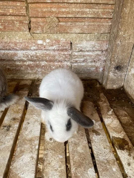 Coelhinho Branco e Cinza - Foto 2