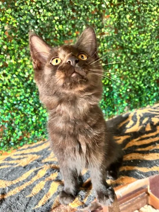 Filhotes Maine Coon disponível - Foto 6