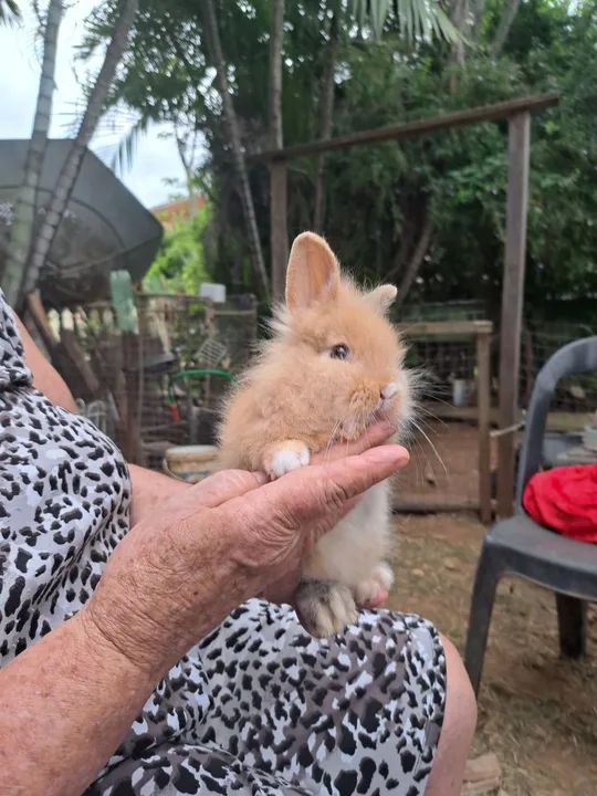 Coelhinho fofinho para venda - Foto 2