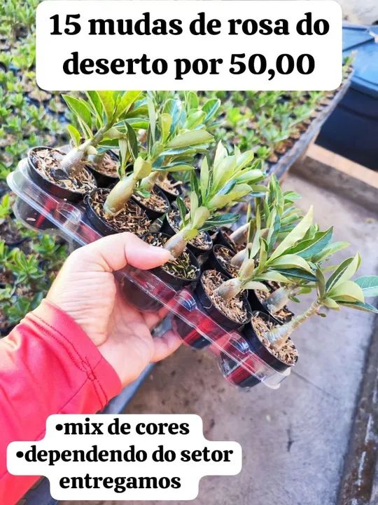 Rosas deserto direito do produtor 15 cores variadas por 50 Reais entregamos