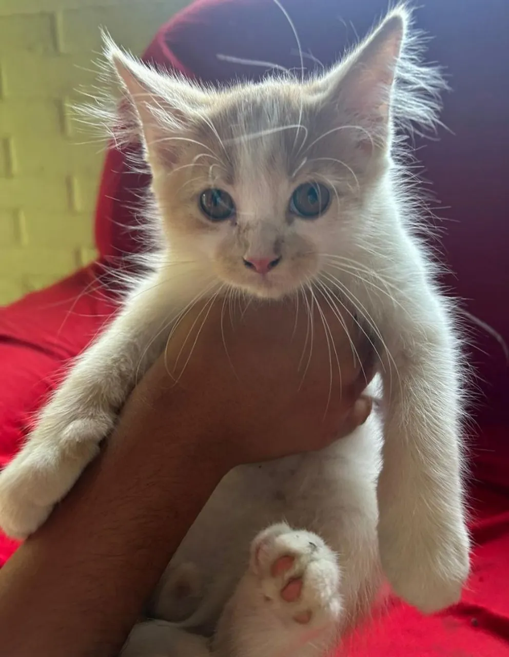 Vendo filhotes de gatos persas mestiços 
